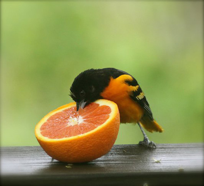 20 beautiful photos of birds worth checking out 20 beautiful photos of birds worth checking out